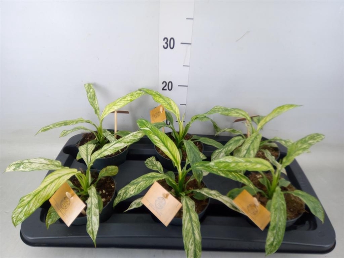 <h4>Spathiphyllum  'Vivaldi'</h4>