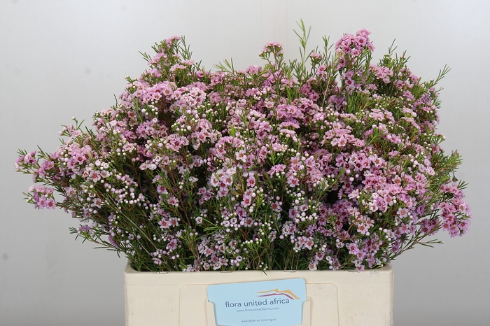 Chamelaucium Giselle