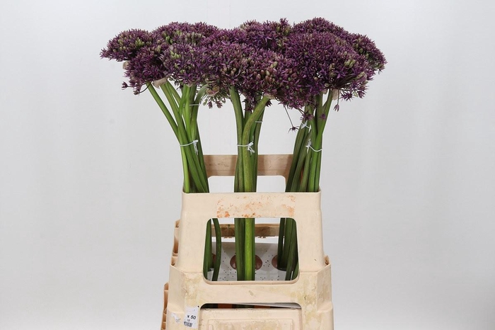 <h4>Allium Miami</h4>