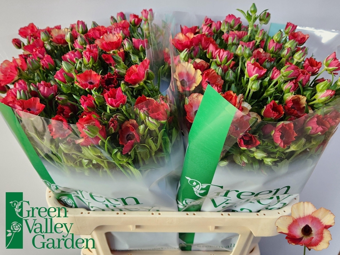 <h4>RAN CO MAG CINNAMON</h4>