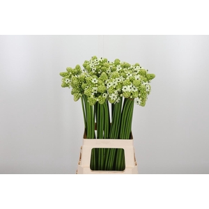 Ornithogalum Saundersiae