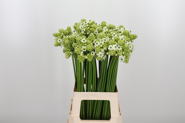 <h4>Ornithogalum Saundersiae</h4>