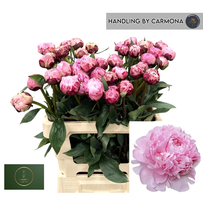 <h4>PAEO L OV ROZE</h4>