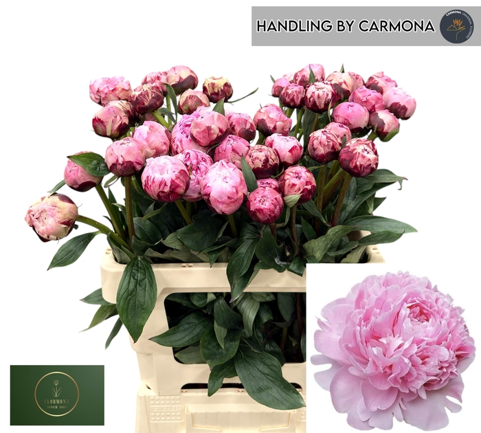 <h4>PAEO L OV ROZE</h4>