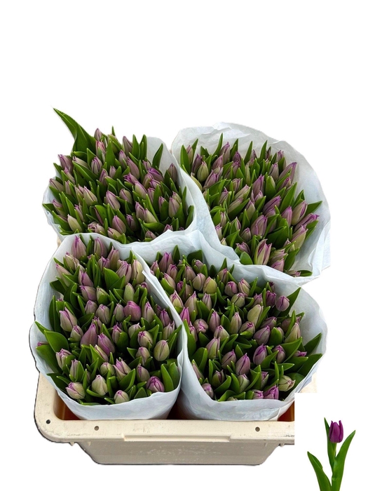 <h4>TU EN PASSIO GLOSSY</h4>