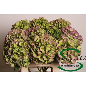 HYDR M CH VERE BL CL