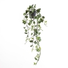 Ipomoea Pescaprae Plant in Pot Green PP550056GRN