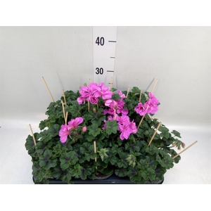 Pelargonium pelt.   ...