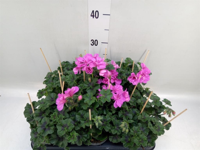 <h4>Pelargonium pelt.   ...</h4>