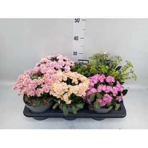 Lewisia  'Mountain Dreams'   ...mix