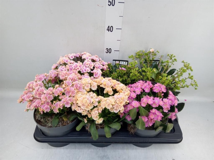 <h4>Lewisia  'Mountain Dreams'   ...mix</h4>