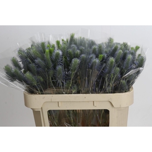 Eryngium Electric Dynamite