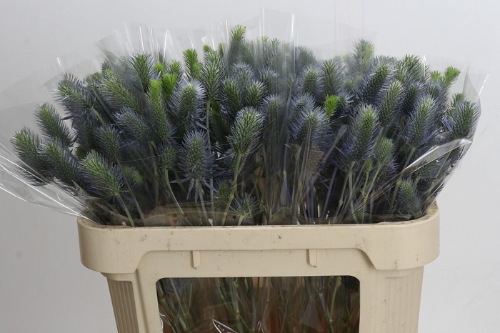 <h4>Eryngium Electric Dynamite</h4>