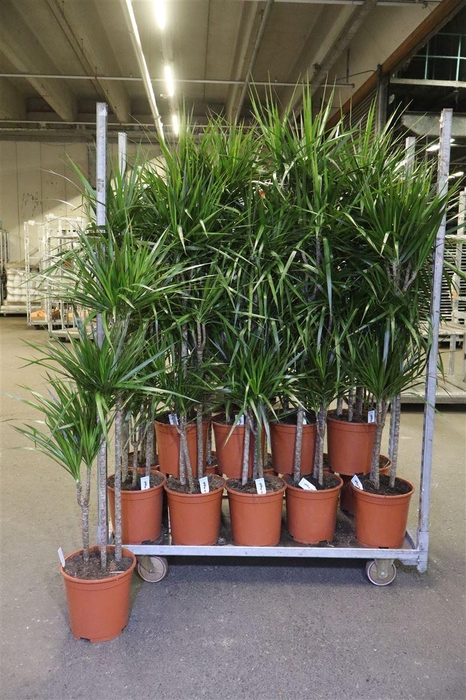 <h4>Dra Marginata</h4>