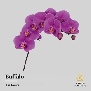 Phalaenopsis Buffalo 9