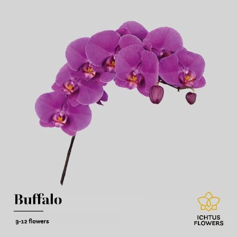 <h4>Phalaenopsis Buffalo 10</h4>