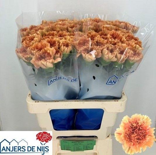 <h4>Dianthus st Dafne</h4>