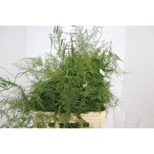 FOLHAGEM ASPARGO PLUMOSO
