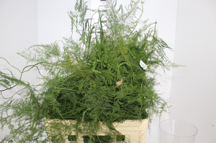 <h4>FOLHAGEM ASPARGO PLUMOSO</h4>