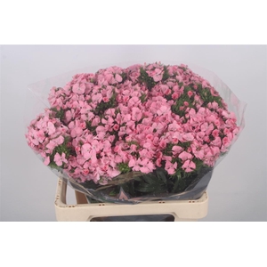 Di Barb Breanthus Earl Pale Pink