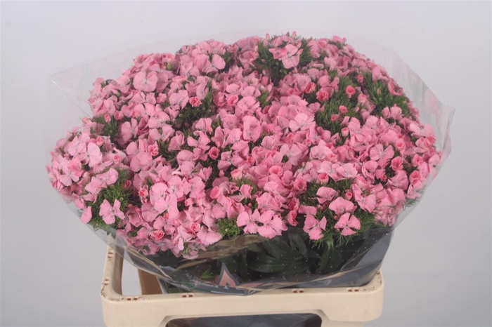 <h4>Di Barb Breanthus Earl Pale Pink</h4>