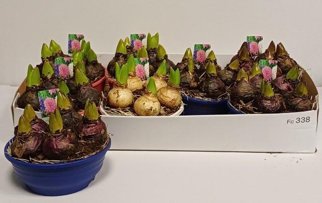 <h4>HYACIN GEM 3 KL</h4>