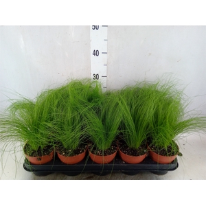 Stipa tenuifolia
