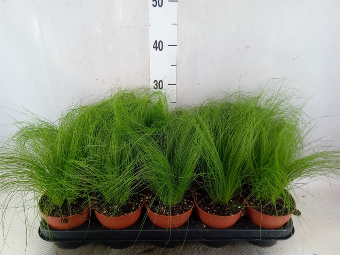 <h4>Stipa tenuifolia</h4>