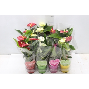 ANTHURIUM VARIADO P09