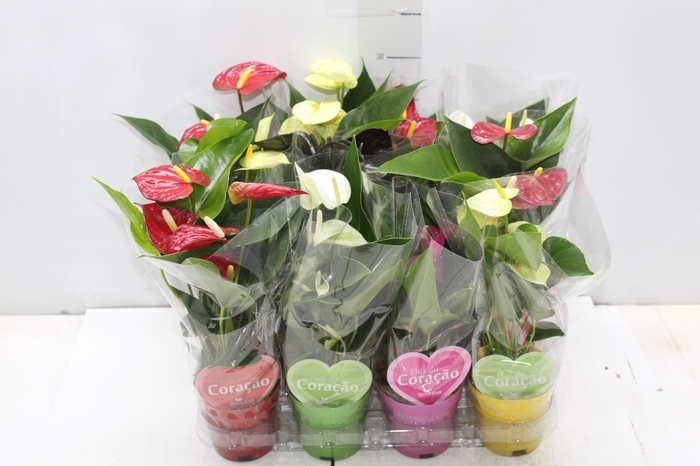 <h4>ANTHURIUM VARIADO P09</h4>