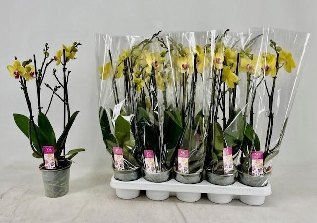 <h4>PHAL OV GEEL</h4>