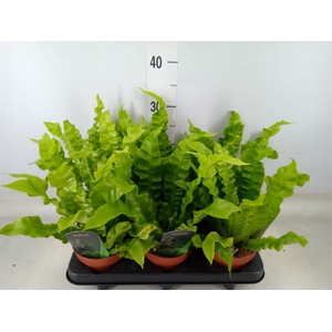 Asplenium nidus 'Crispy Wave'