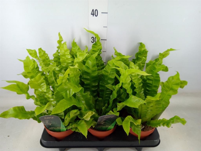 <h4>Asplenium nidus 'Crispy Wave'</h4>