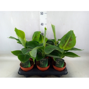 Musa  'Tropicana'