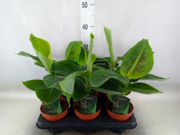 <h4>Musa  'Tropicana'</h4>