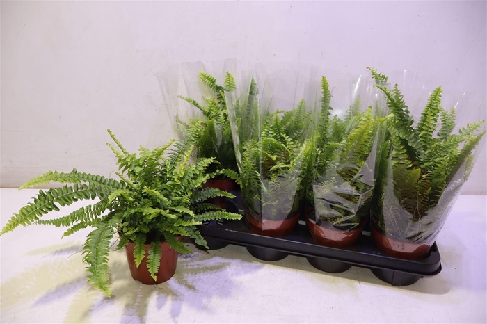 <h4>Nephr Ex Green Lady</h4>