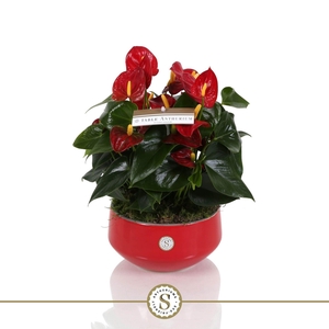 Table Anthurium Schaal Rood in Lucca keramiek