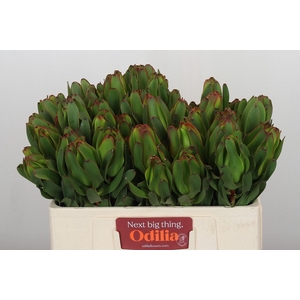 Leucadendron Laurel Yellow