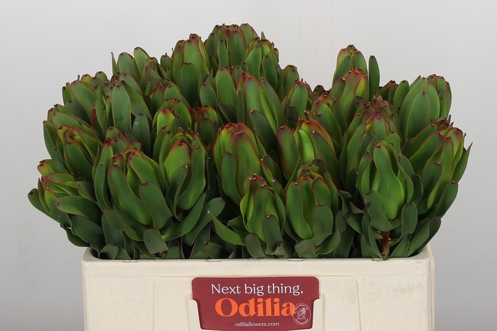 <h4>Leucadendron Laurel Yellow</h4>