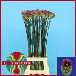 ALLIUM SPHAEROCEPHAL