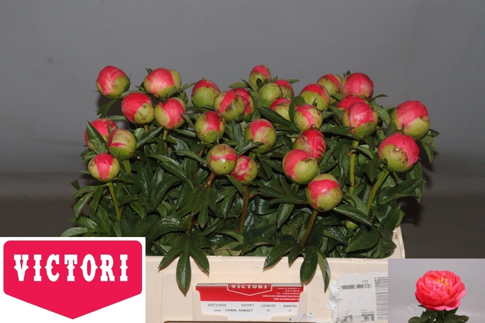 <h4>PAEO CORAL SUNSET</h4>