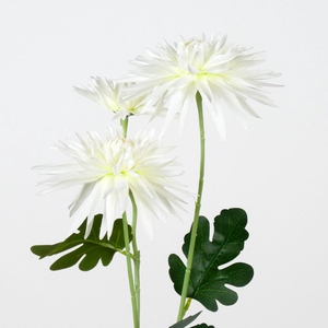 AF Dahlia Spid. spray/3 L77 wh