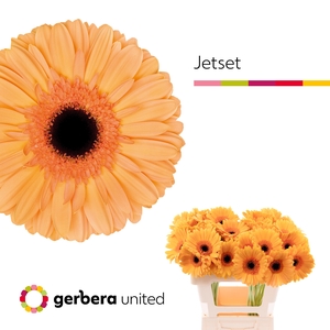 Gerbera Jetset Water