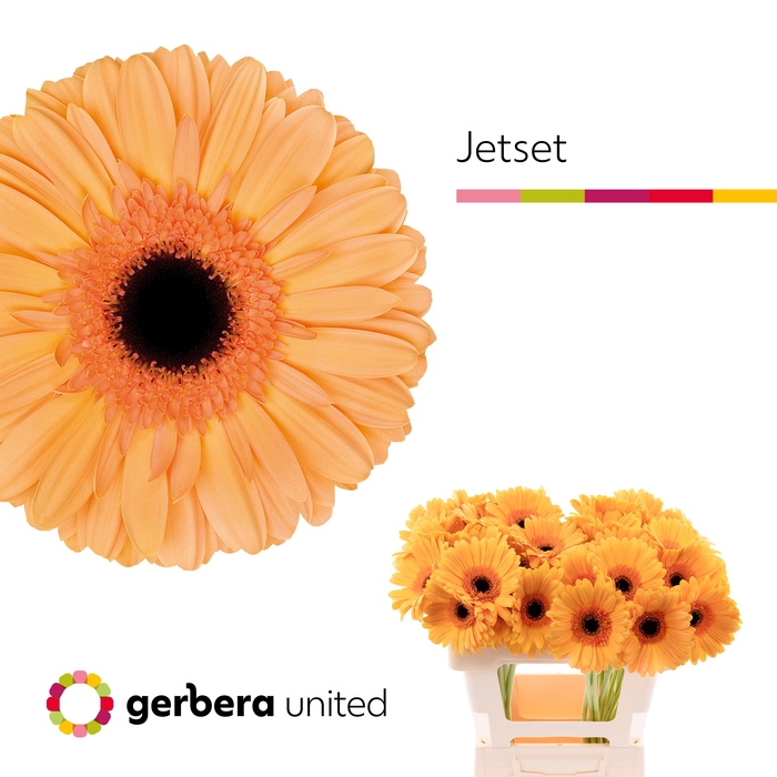 <h4>Gerbera Jetset Water x40</h4>