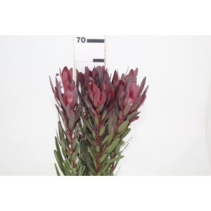 PROTEA SAFARI VINHO