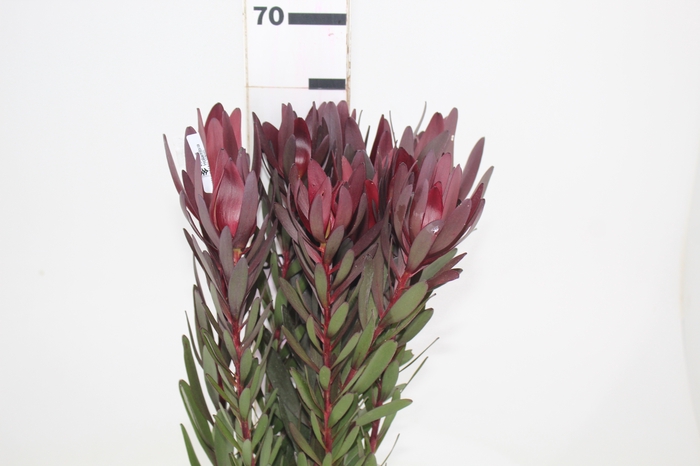 <h4>PROTEA SAFARI VINHO</h4>