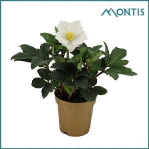 Helleborus Christmas Carol 9 cm Golden Stars