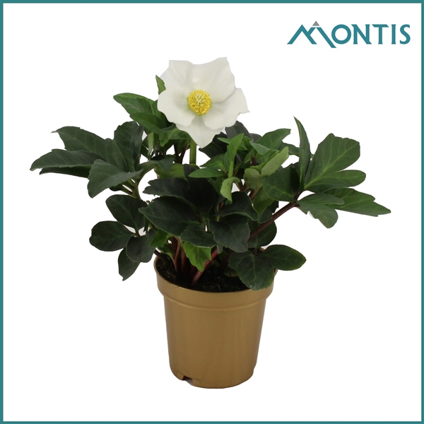 <h4>Helleborus Christmas Carol 9 cm Golden Stars</h4>
