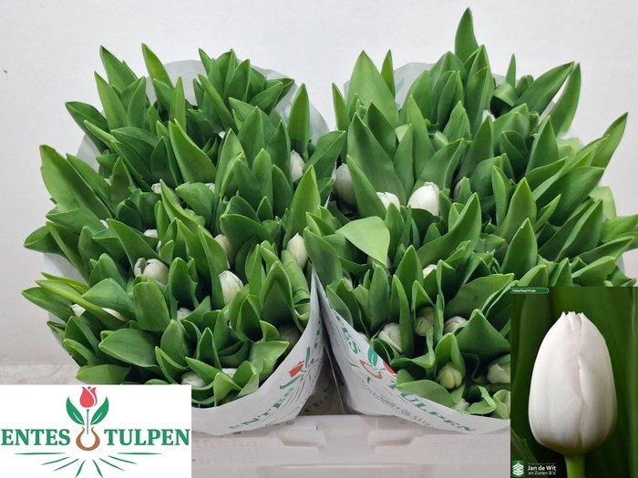 <h4>TU EN ROYAL VIRGIN</h4>