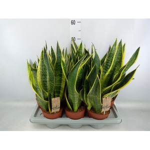 Sansevieria trifa. 'Futura Superba'